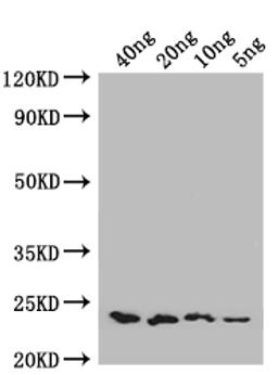 Western Blot. Positive WB detected in: recombinant protein. All lanes: ENT1 Antibody at 1:1000. Secondary. Goat polyclonal to rabbit IgG at 1/50000 dilution. Predicted band size: 22 kDa. Observed band size: 22 kDa.