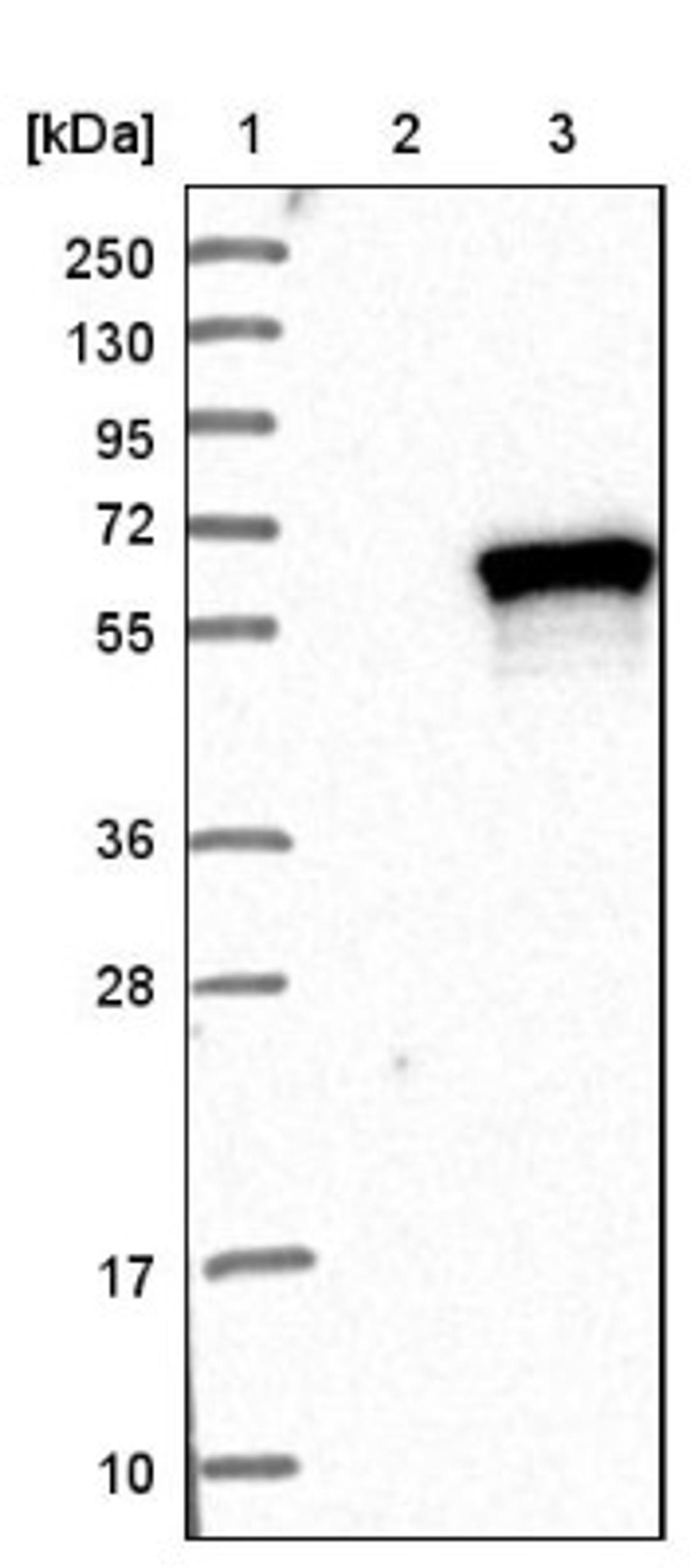 Western Blot: MATK Antibody [NBP1-84487] - Lane 1: Marker [kDa] 250, 130, 95, 72, 55, 36, 28, 17, 10<br/>Lane 2: Negative control (vector only transfected HEK293T lysate)<br/>Lane 3: Over-expression lysate (Co-expressed with a C-terminal myc-DDK tag (~3.1 kDa) in mammalian HEK293T cells, LY408299)