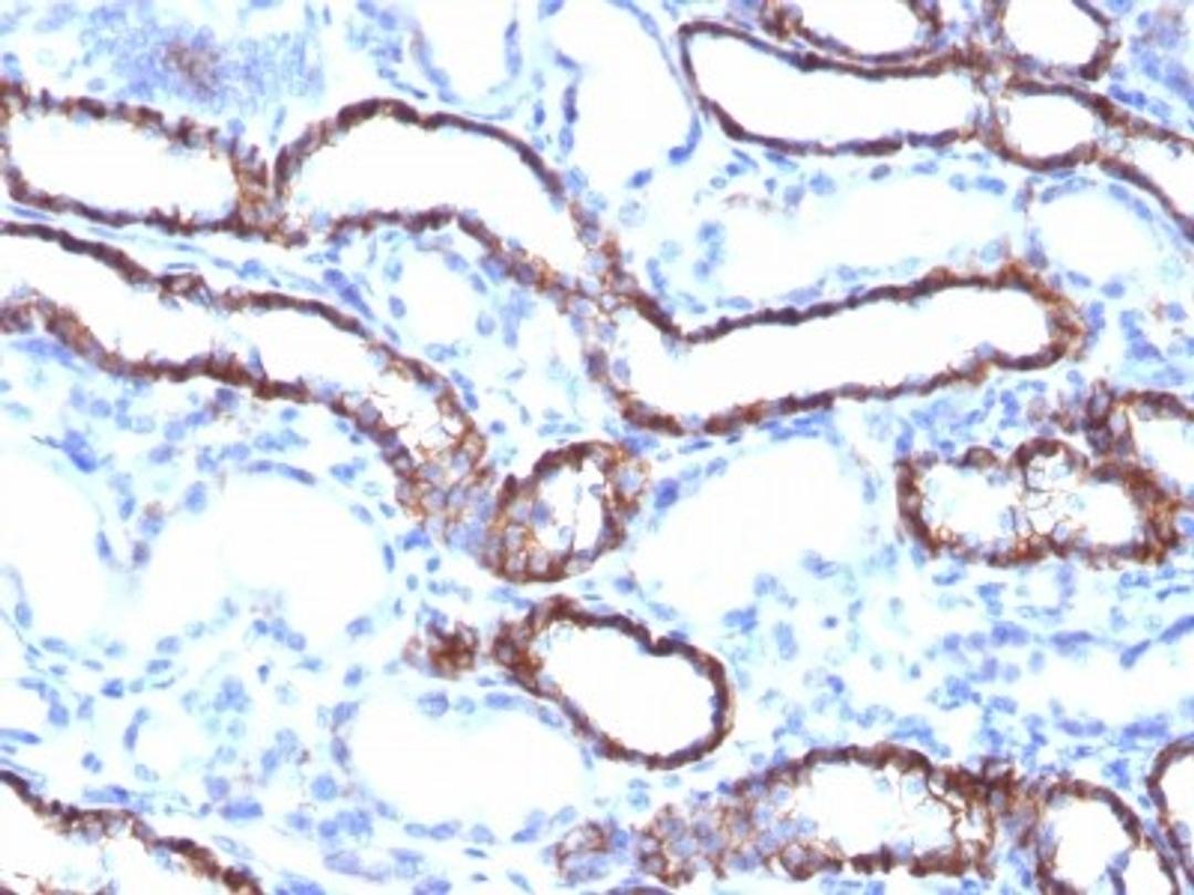 Immunohistochemistry-Paraffin: cadherin-16 Antibody (CDH16/1071) [NBP2-45157] - Rat Kidney stained with KSP-Cadherin Monoclonal Antibody (CDH16/1071)