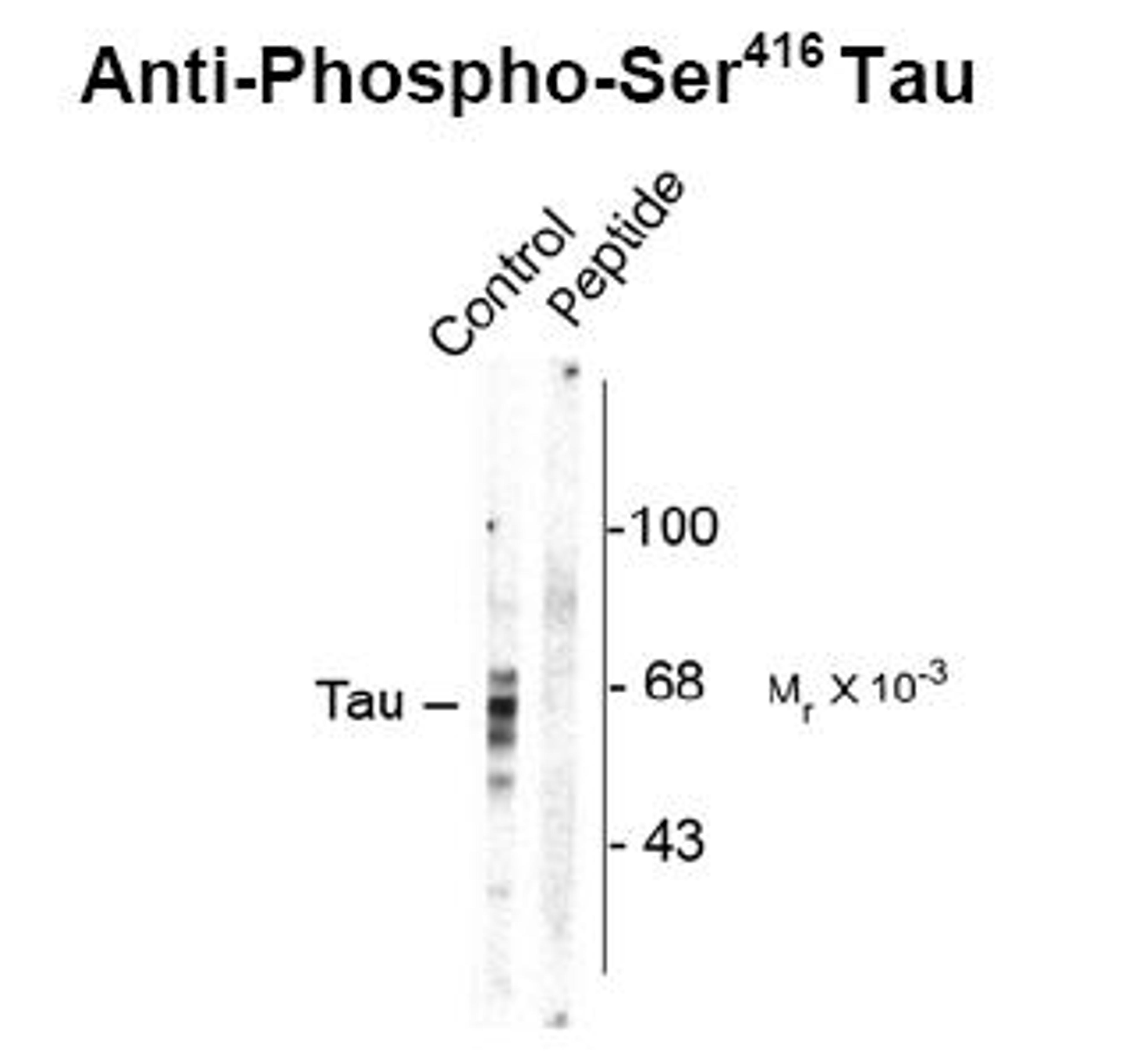 Western blot of rat brain homogenate showing specific immunolabeling of the ~59, 65, 68k Tau isoforms phosphorylated at Ser416 (control). Immunolabeling is blocked by preadsorption with the phospho-peptide used as antigen (Peptide) but not by the correspo