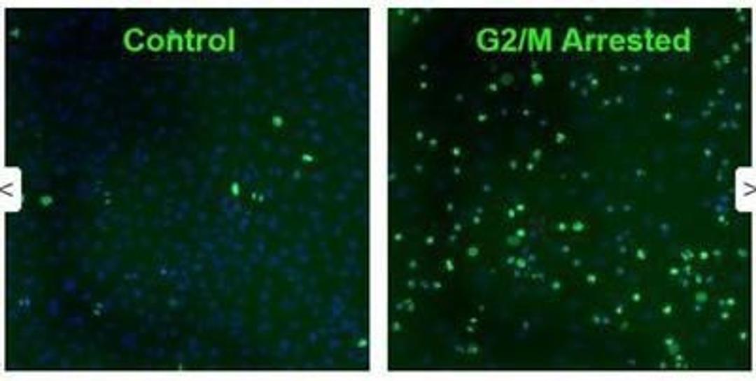 Immunocytochemistry/Immunofluorescence: gamma H2AX [p Ser140] Antibody (3F2) [NB100-74435] - Staining of gamma H2AX [p Ser140] Antibody (3F2).