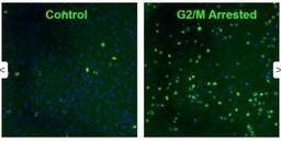 Immunocytochemistry/Immunofluorescence: gamma H2AX [p Ser140] Antibody (3F2) [NB100-74435] - Staining of gamma H2AX [p Ser140] Antibody (3F2).