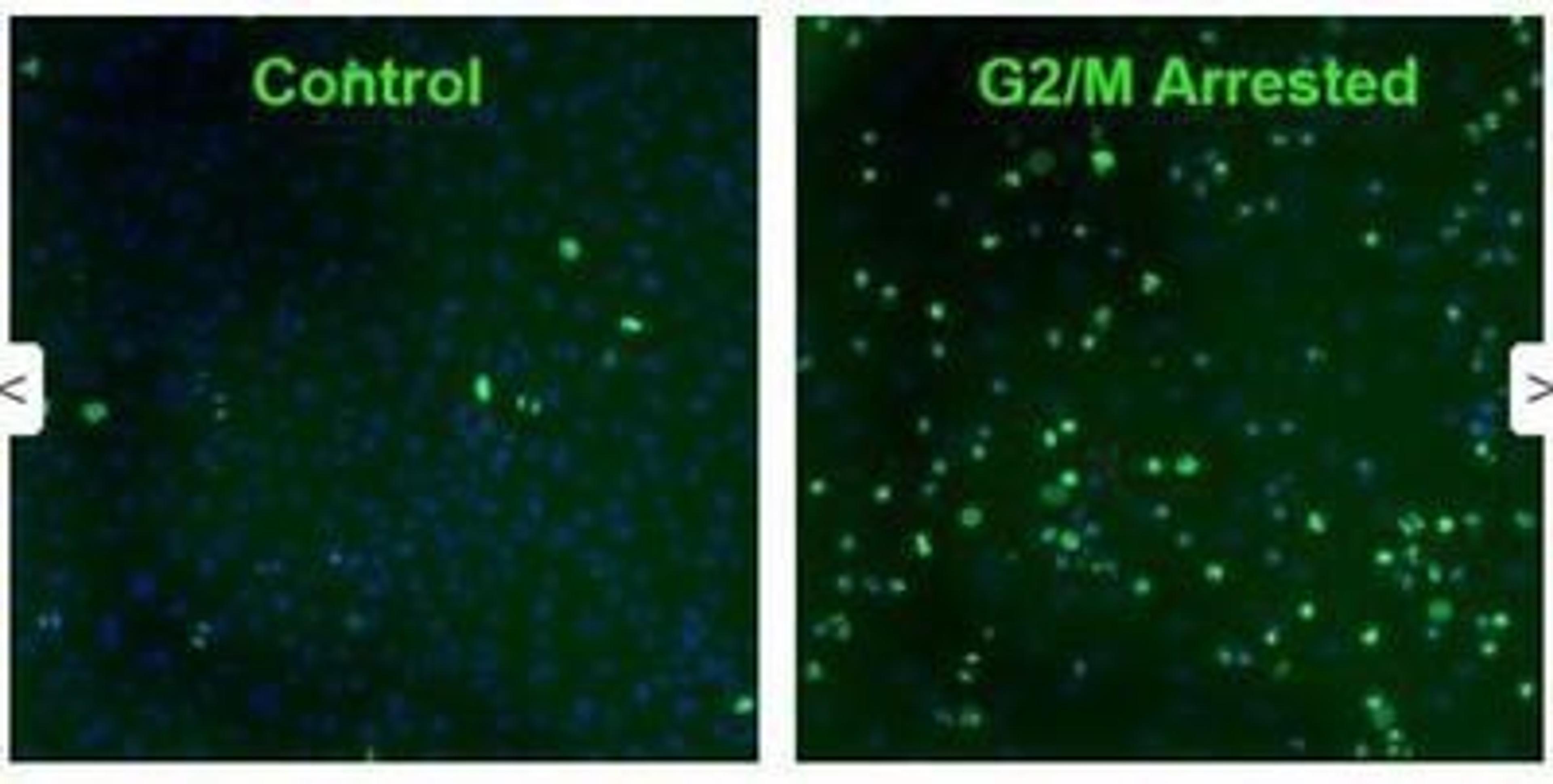 Immunocytochemistry/Immunofluorescence: gamma H2AX [p Ser140] Antibody (3F2) [NB100-74435] - Staining of gamma H2AX [p Ser140] Antibody (3F2).