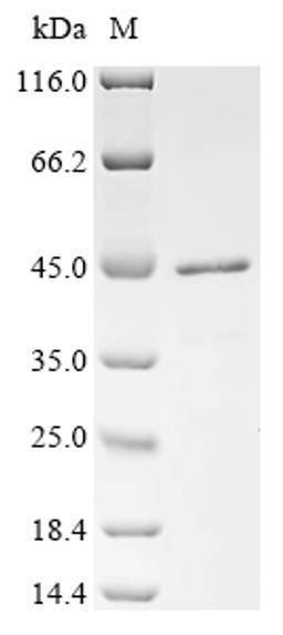 (Tris-Glycine gel) Discontinuous SDS-PAGE (reduced) with 5% enrichment gel and 15% separation gel.