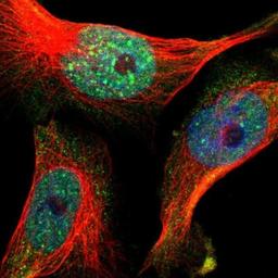 Immunocytochemistry/Immunofluorescence: MCAF1 Antibody [NBP1-84609] - Staining of human cell line U-251MG shows positivity in nucleus but not nucleoli.