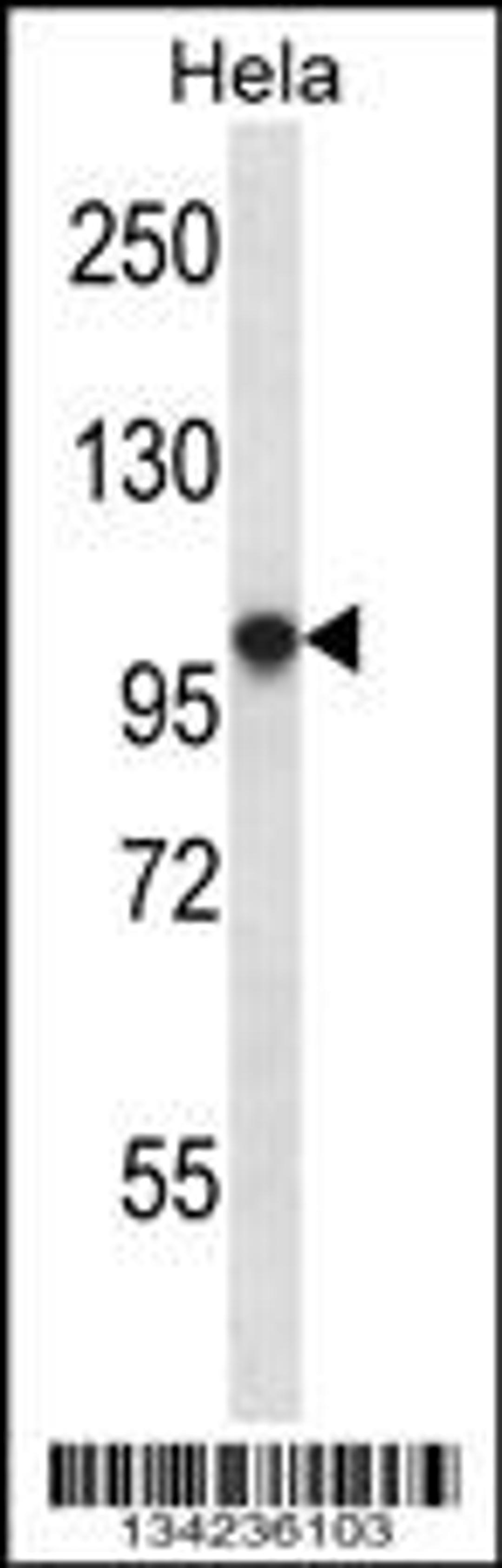 Western blot analysis in Hela cell line lysates (35ug/lane).