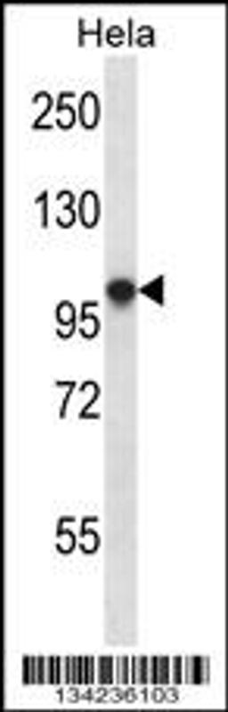 Western blot analysis in Hela cell line lysates (35ug/lane).