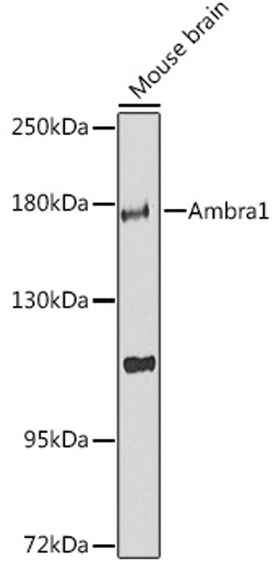 Western blot - Ambra1 Antibody (A12578)