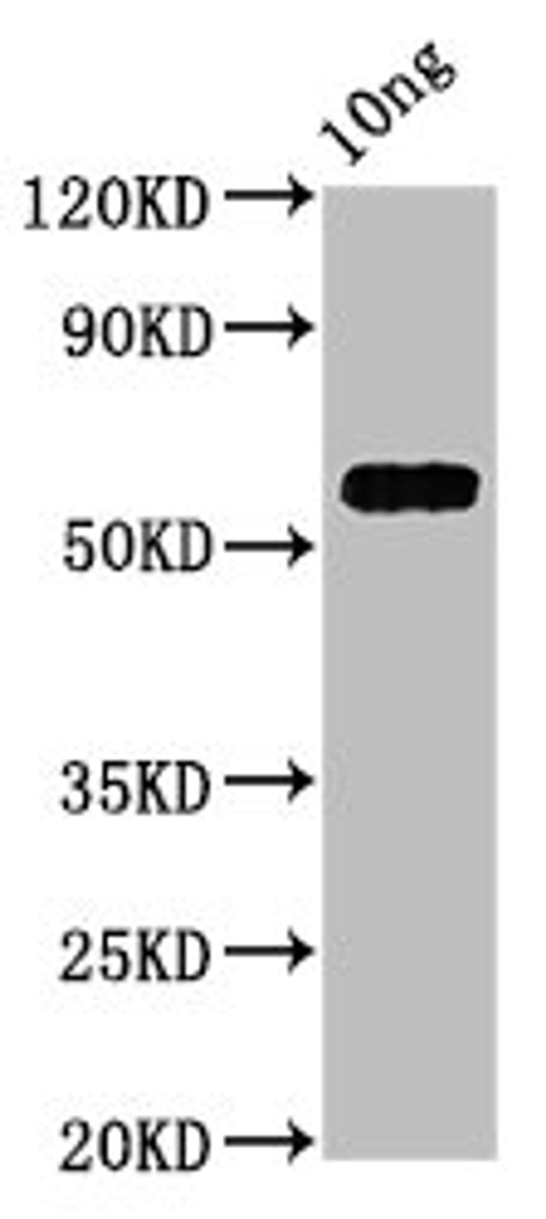 Western Blot. Positive WB detected in Recombinant protein. All lanes: PRA1 antibody at 4.7ug/ml. Secondary. Goat polyclonal to rabbit IgG at 1/50000 dilution. Predicted band size: 55 kDa. Observed band size: 55 kDa. 