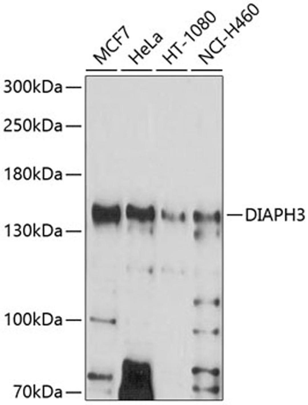 Western blot - DIAPH3 antibody (A10351)