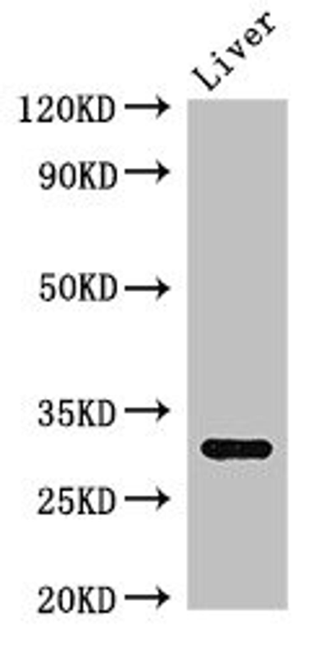 Western Blot. Positive WB detected in: Mouse liver tissue. All lanes: ENDOG antibody at 2.7ug/ml. Secondary. Goat polyclonal to rabbit IgG at 1/50000 dilution. Predicted band size: 33 kDa. Observed band size: 33 kDa. 
