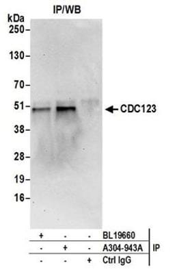 Detection of human CDC123 by western blot of immunoprecipitates.