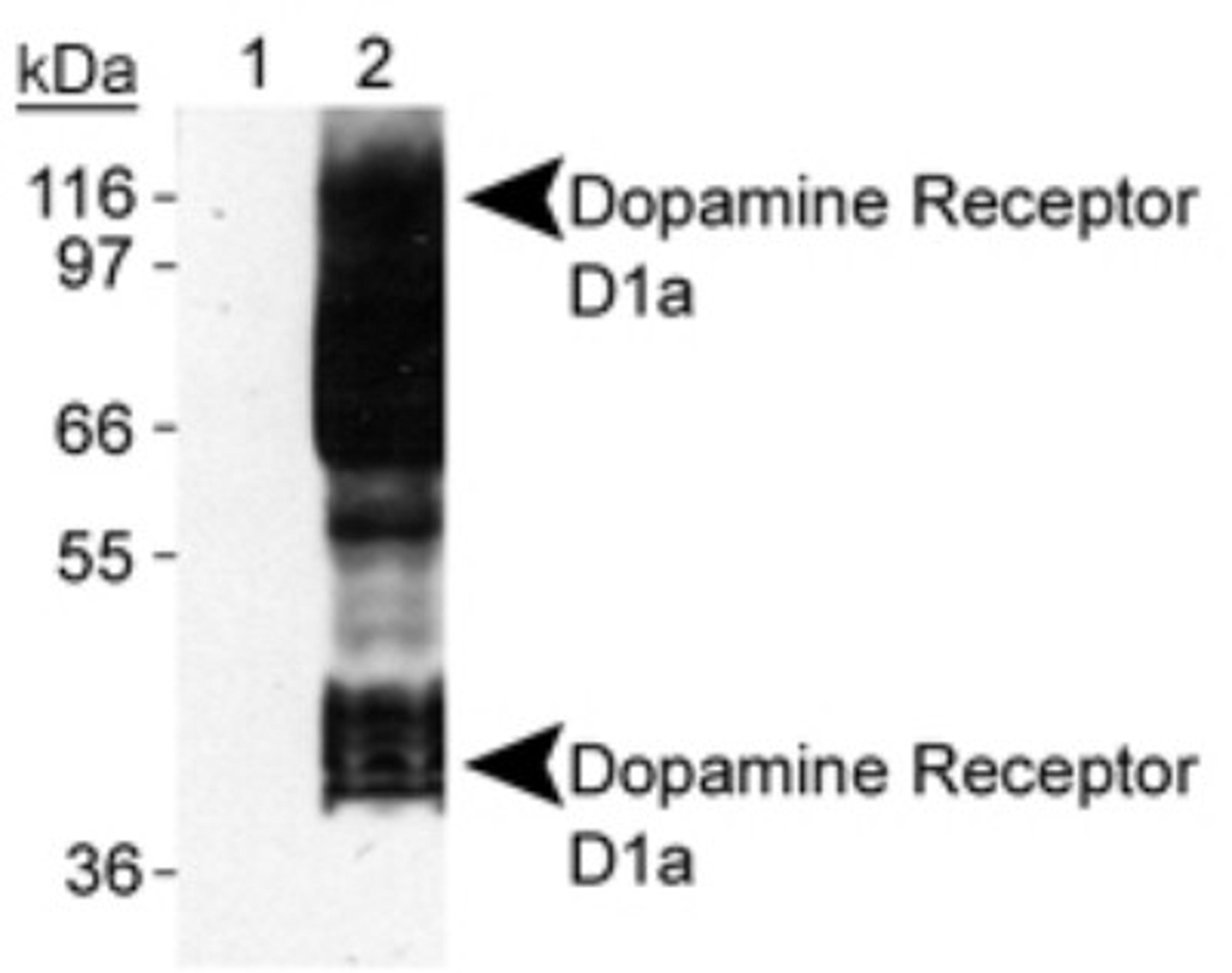 Western Blot: Dopamine Receptor D1 Antibody (SG2-D1a) [NB110-60017] - Detection of Dopamine Receptor D1b of Sf9 cells transfected with rat D1a using NB110-60017. Lane 1: Sf9-D1a lysate. Lane 2: Sf9-D1b lysate  (Please note that these results are similiar to those shown in J. Neuroimmunol. 101:170-187 publication.)