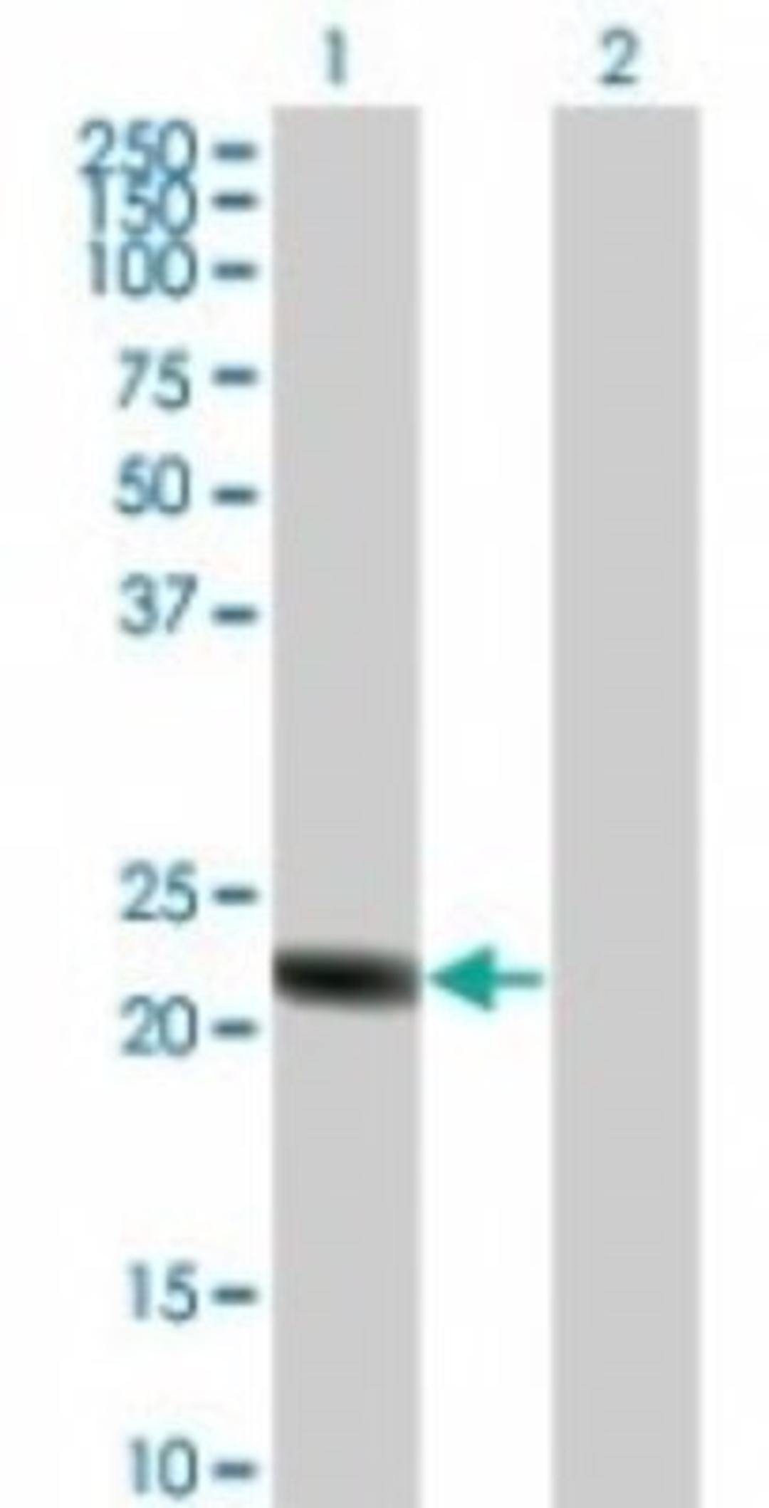 Western Blot: RGS5 Antibody [NBP2-24945] - analysis of RGS5 in 1) transfected 293T cells and 2) untransfected 293T cells.