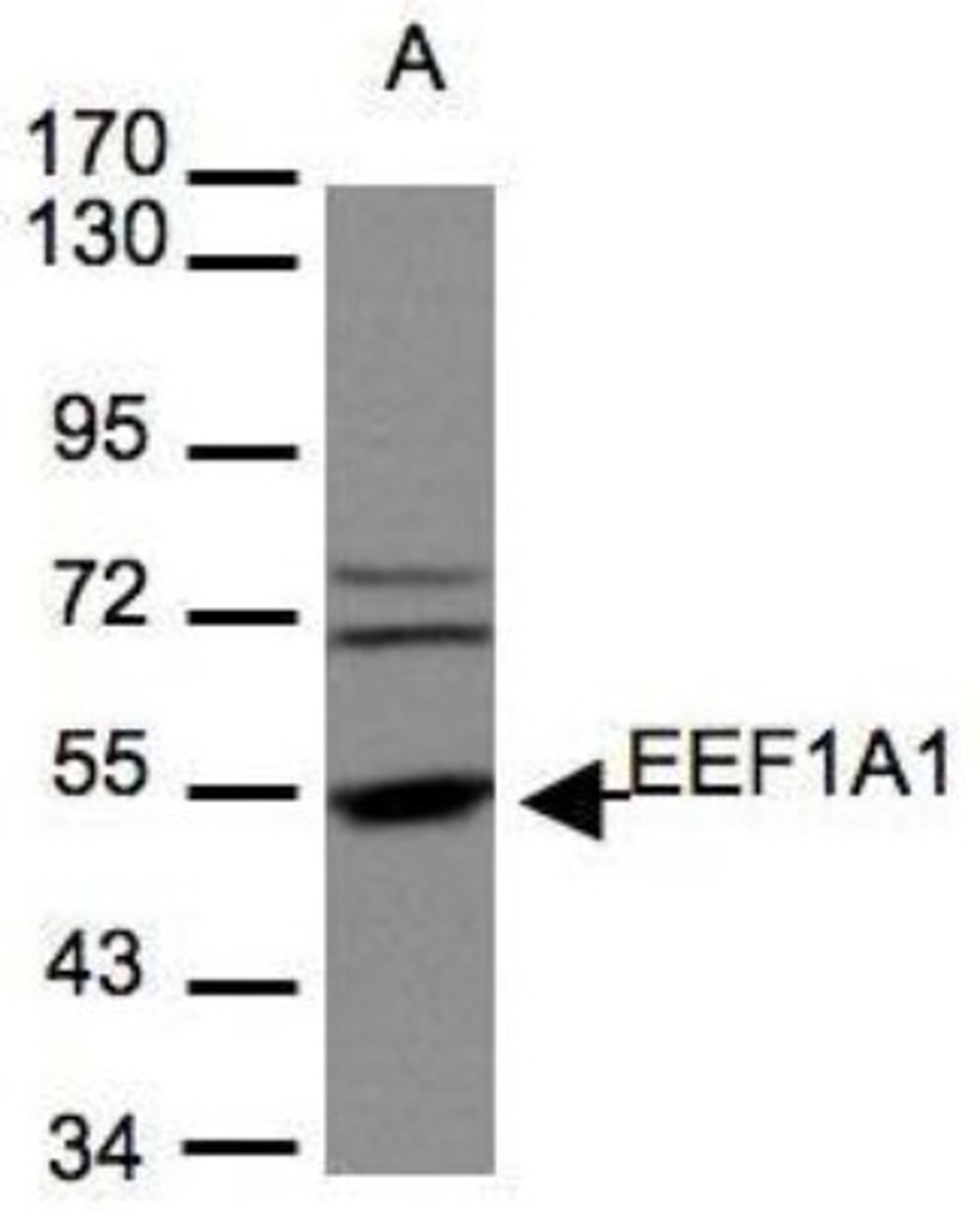 Western Blot: eEF1A1 Antibody [NBP1-32122] - (30 ug of whole cell lysate) A:293T 7.5% SDS PAGE diluted at 1:1000