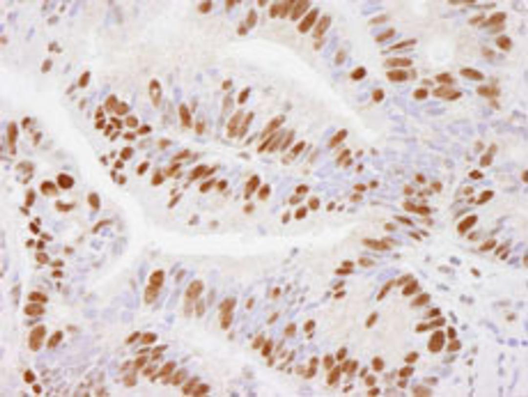 Detection of human USP7 by immunohistochemistry.