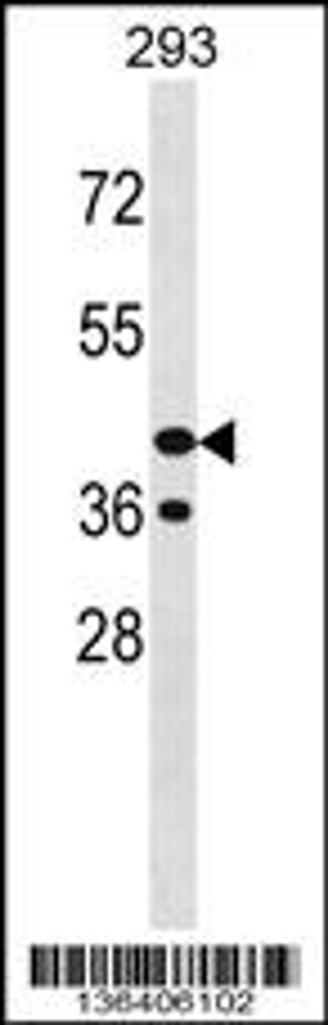 Western blot analysis in 293 cell line lysates (35ug/lane).