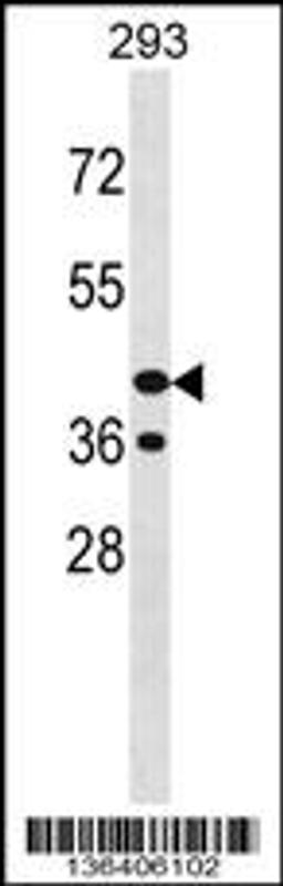 Western blot analysis in 293 cell line lysates (35ug/lane).