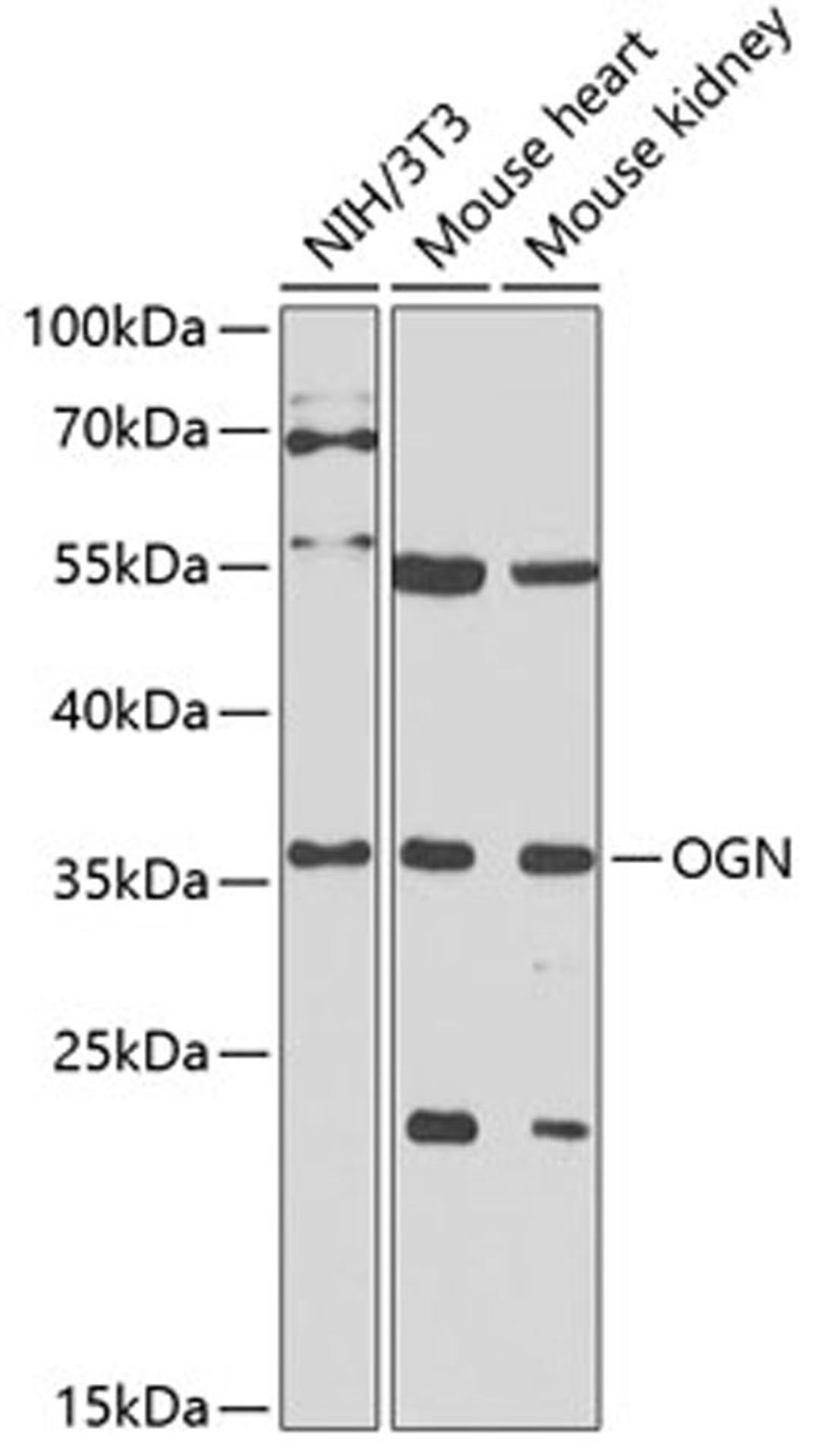 Western blot - OGN antibody (A6679)