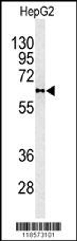 Western blot analysis of PLTP antibody in HepG2 cell line lysates (35ug/lane)