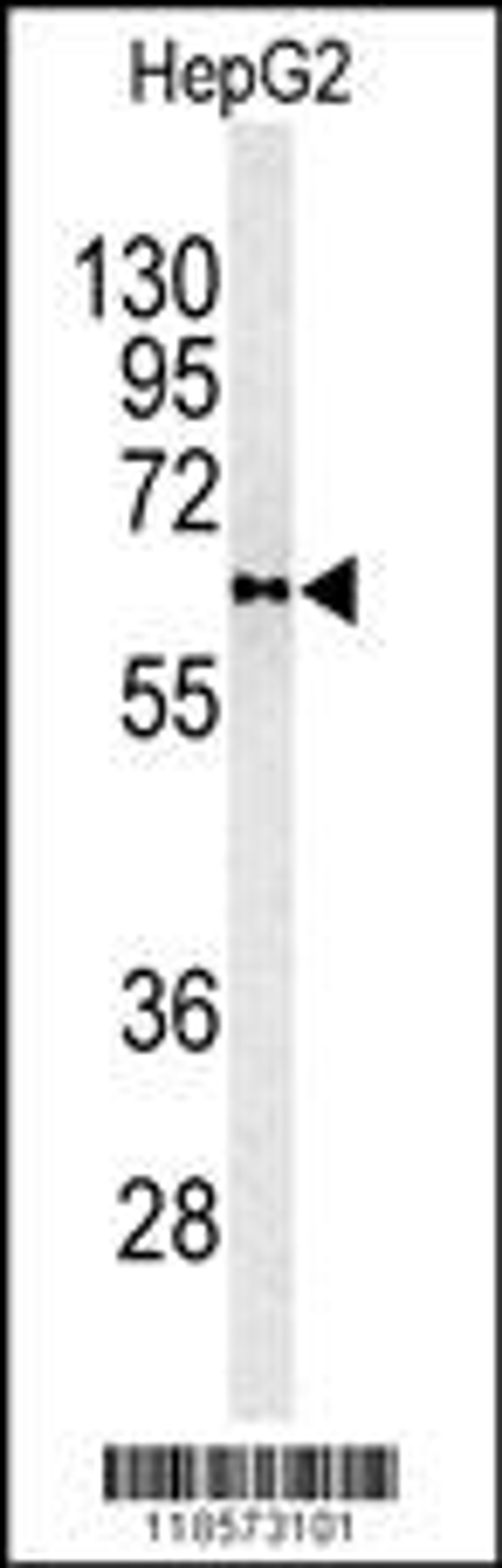 Western blot analysis of PLTP antibody in HepG2 cell line lysates (35ug/lane)