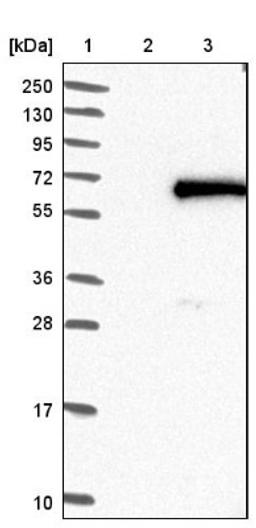 Western Blot: FOXN2 Antibody [NBP1-83153] - Lane 1: Marker [kDa] 250, 130, 95, 72, 55, 36, 28, 17, 10<br/>Lane 2: Negative control (vector only transfected HEK293T lysate)<br/>Lane 3: Over-expression lysate (Co-expressed with a C-terminal myc-DDK tag (~3.1 kDa) in mammalian HEK293T cells, LY419494)