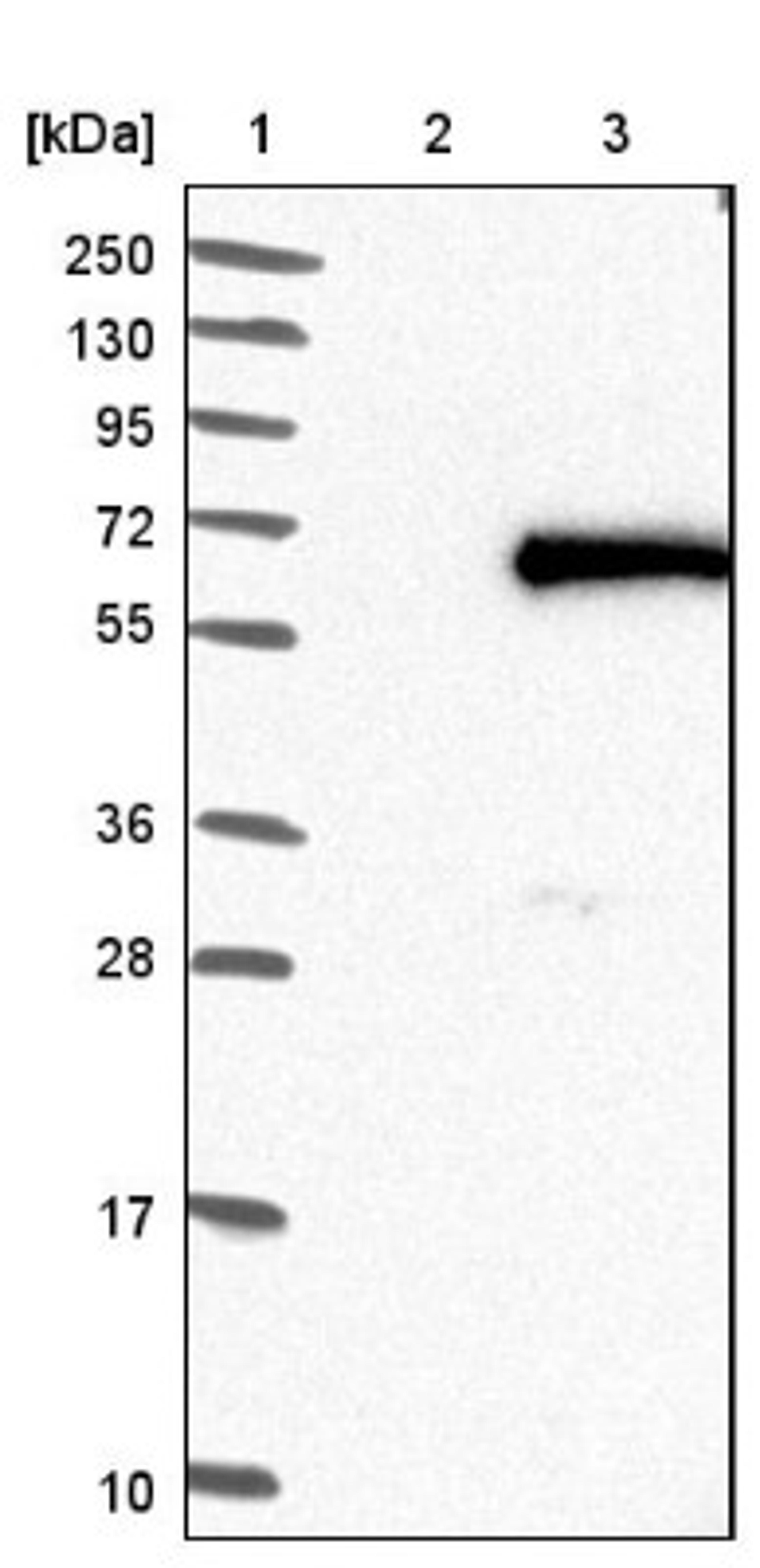 Western Blot: FOXN2 Antibody [NBP1-83153] - Lane 1: Marker [kDa] 250, 130, 95, 72, 55, 36, 28, 17, 10<br/>Lane 2: Negative control (vector only transfected HEK293T lysate)<br/>Lane 3: Over-expression lysate (Co-expressed with a C-terminal myc-DDK tag (~3.1 kDa) in mammalian HEK293T cells, LY419494)