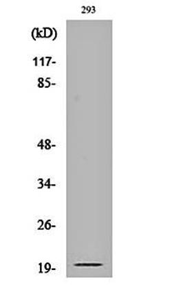 Western blot analysis of 293 cell lysates using Cleaved-Ephrin-A2 (N188) antibody