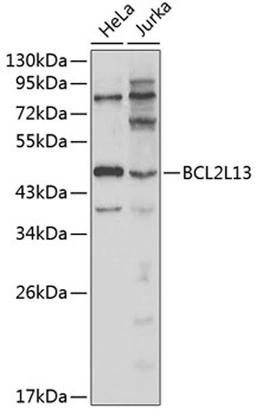 Western blot - BCL2L13 antibody (A1109)