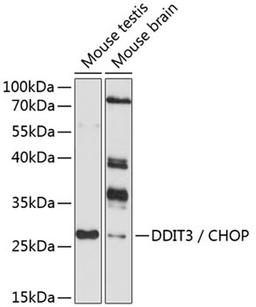 Western blot - DDIT3 / CHOP antibody (A0854)