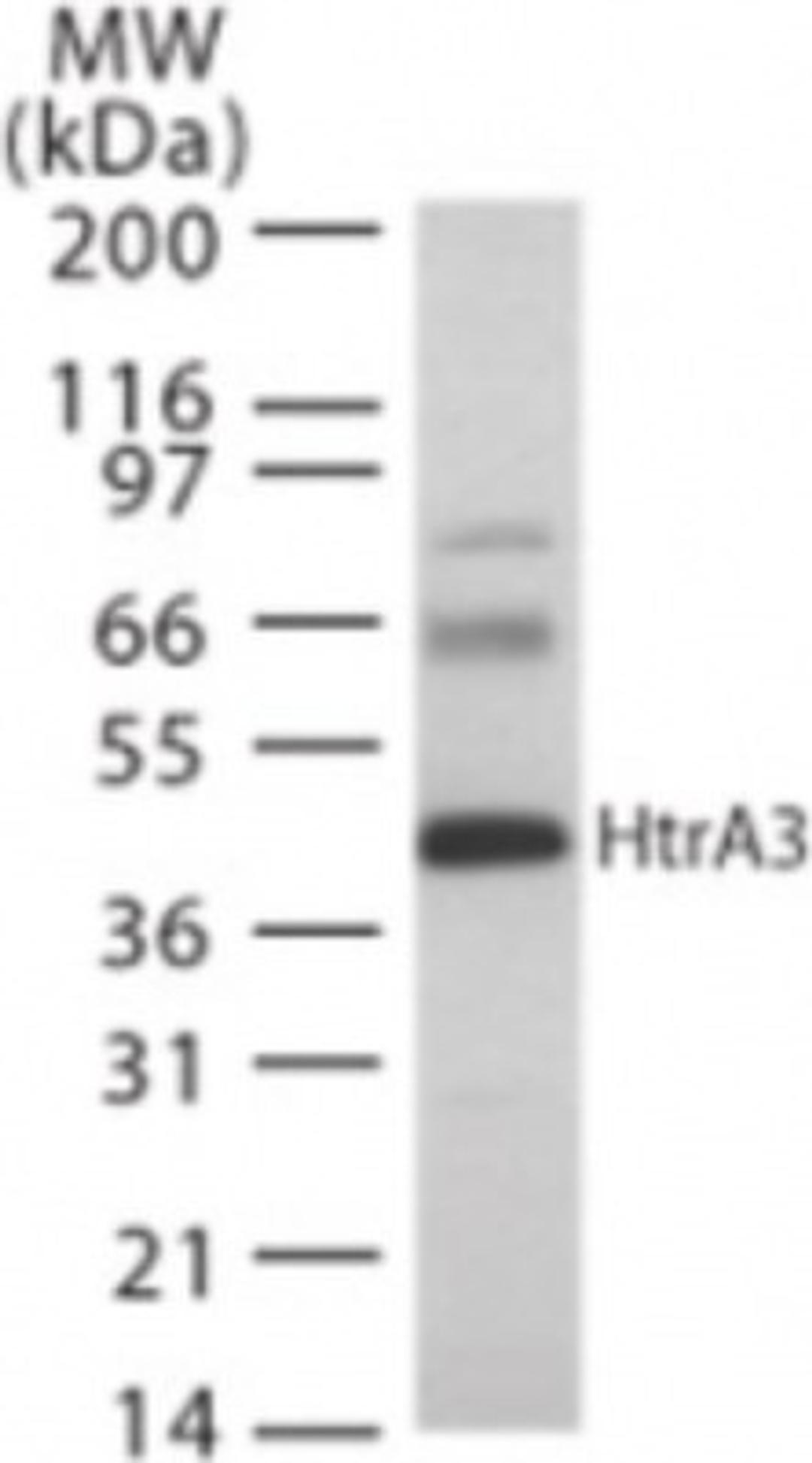 Western Blot: HtrA3 Antibody [NB600-1151] - Western bot analysis of HtrA3 in rat heart lysate using NB600-1151 at 2 ug/ml.