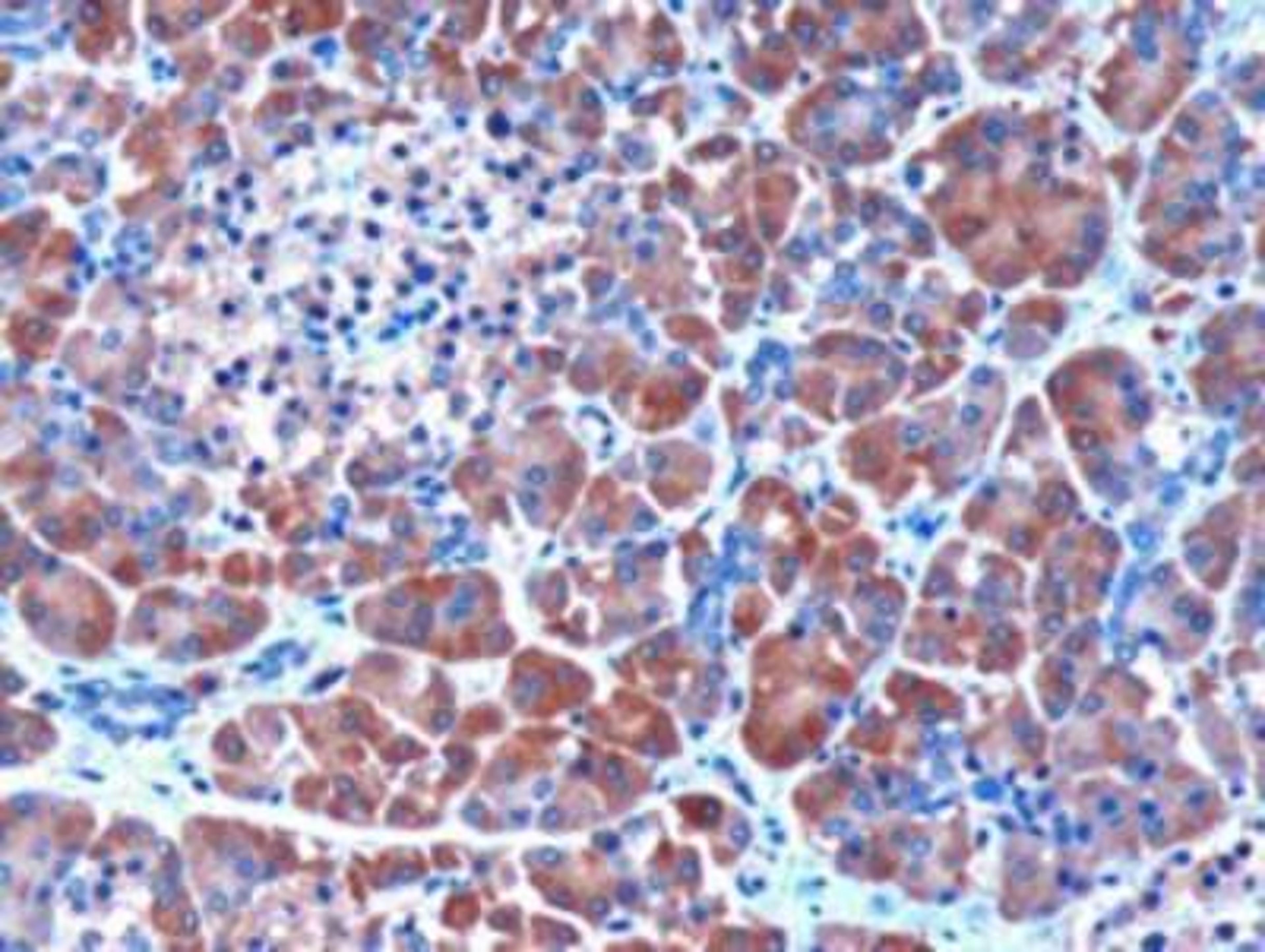 Immunohistochemistry-Paraffin: Serpin I2 Antibody [NB100-1782] - (3ug/ml) staining of paraffin embedded Human Pancreas. Microwaved antigen retrieval with citrate buffer pH 6, HRP-staining