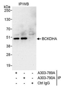 Detection of human BCKDHA by western blot of immunoprecipitates.