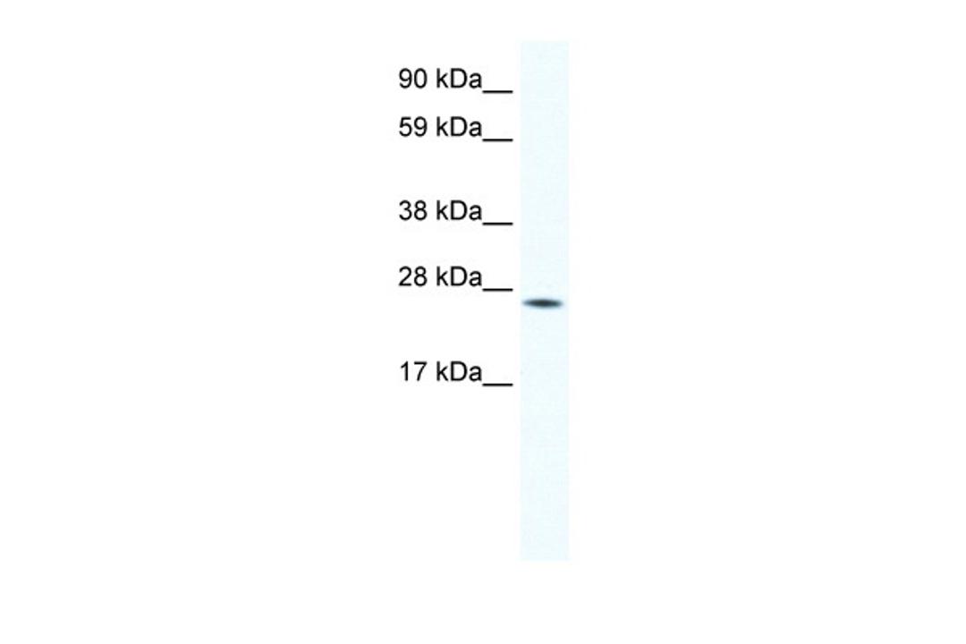 Antibody used in WB on Mouse NIH-3T3 at 1 ug/ml.