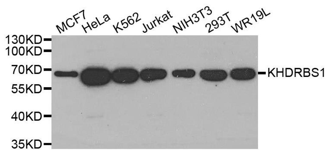 Western blot analysis of extracts of various cell lines using KHDRBS1 antibody