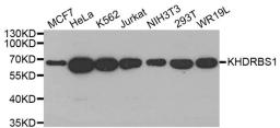 Western blot analysis of extracts of various cell lines using KHDRBS1 antibody