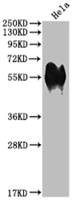 Western Blot. Positive WB detected in: Hela whole cell lysate. All lanes: CD46 antibody at 1:1000. Secondary. Goat polyclonal to rabbit IgG at 1/50000 dilution. Predicted band size: 44, 45, 43, 41, 42, 40, 37 kDa. Observed band size: 56 kDa.