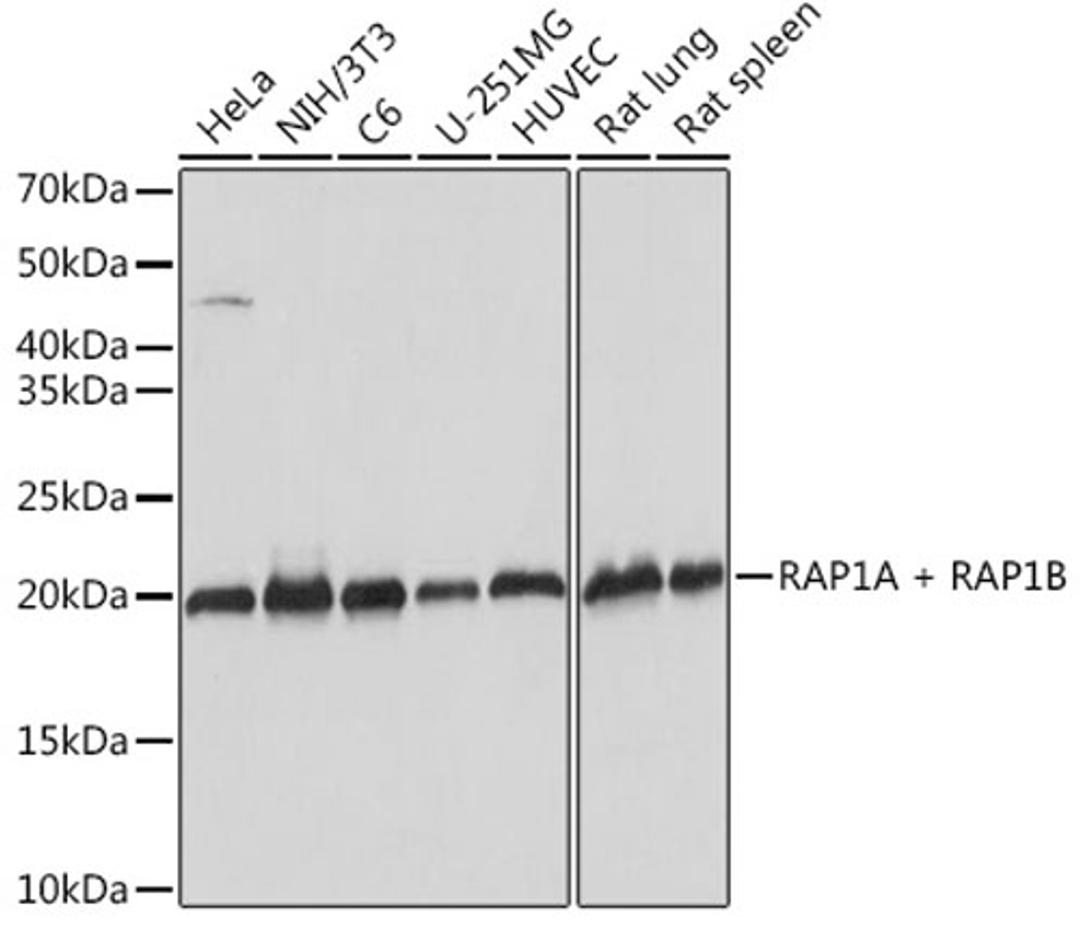 Western blot - RAP1A + RAP1B Rabbit mAb (A9725)