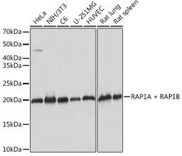 Western blot - RAP1A + RAP1B Rabbit mAb (A9725)