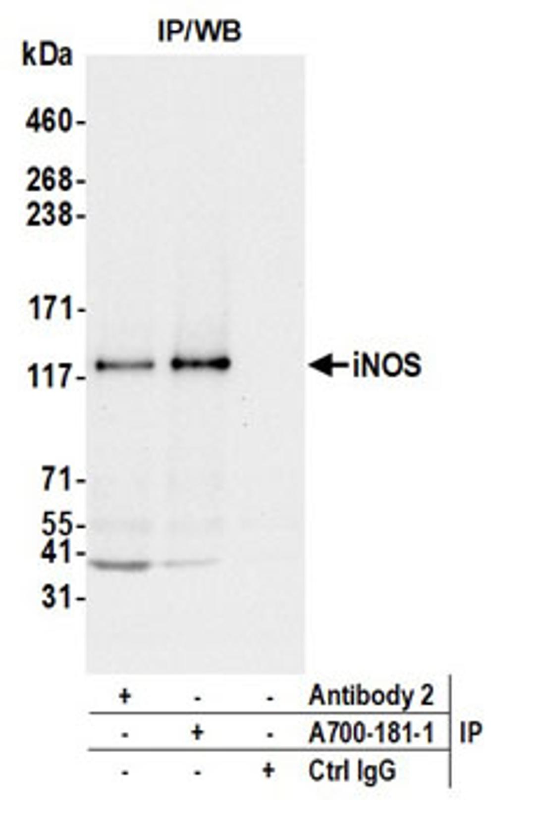 Detection of mouse iNOS by western blot of immunoprecipitates.
