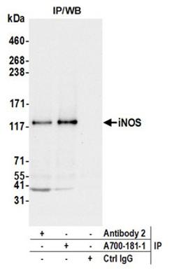 Detection of mouse iNOS by western blot of immunoprecipitates.