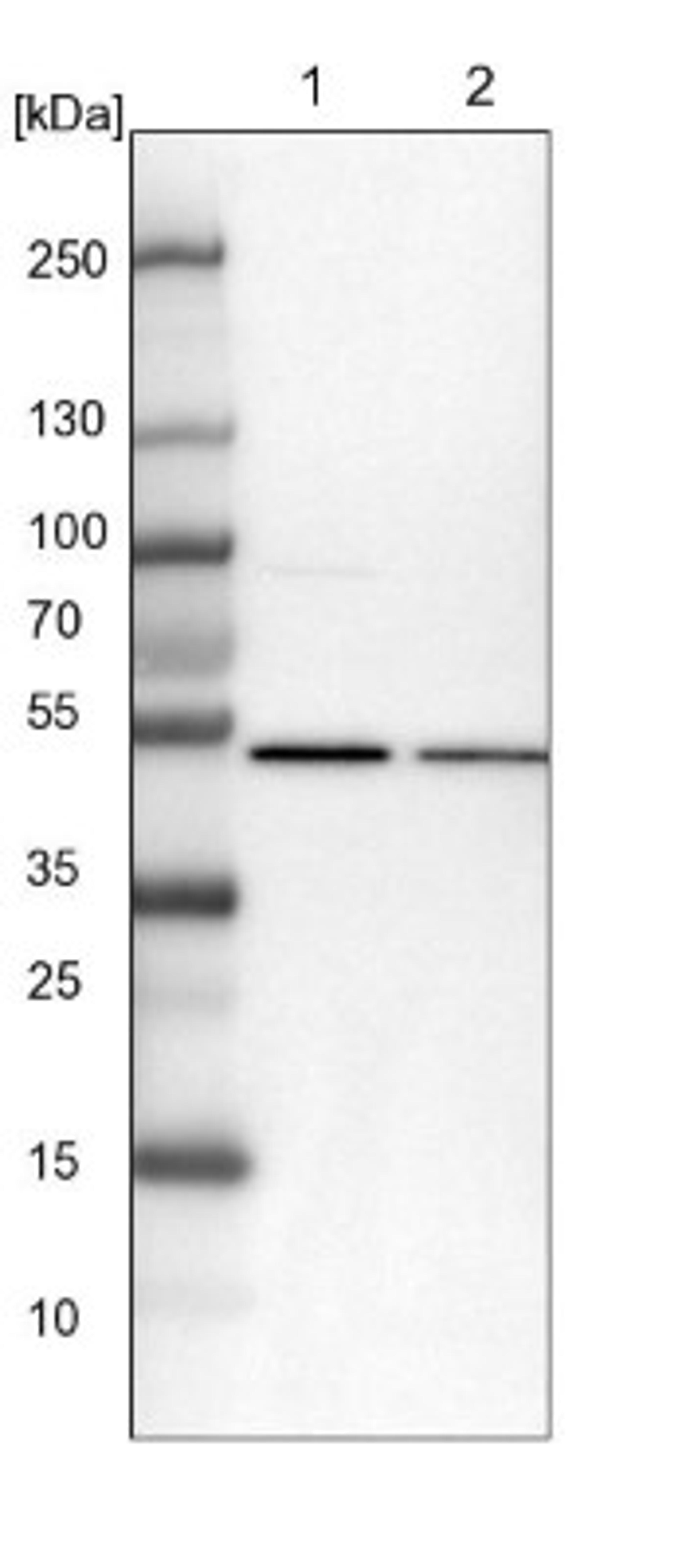 Western Blot: PCYOX1L Antibody [NBP1-81121] - Lane 1: NIH-3T3 cell lysate (Mouse embryonic fibroblast cells)<br/>Lane 2: NBT-II cell lysate (Rat Wistar bladder tumour cells)