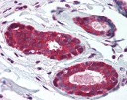 Immunohistochemistry staining of NEDD4 in breast: formlin-fixed paraffin-embedded (ffpe)NEDD4 Antibody.