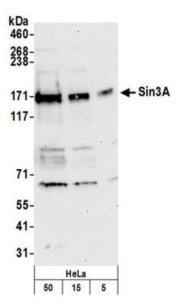 Detection of human Sin3A by western blot.