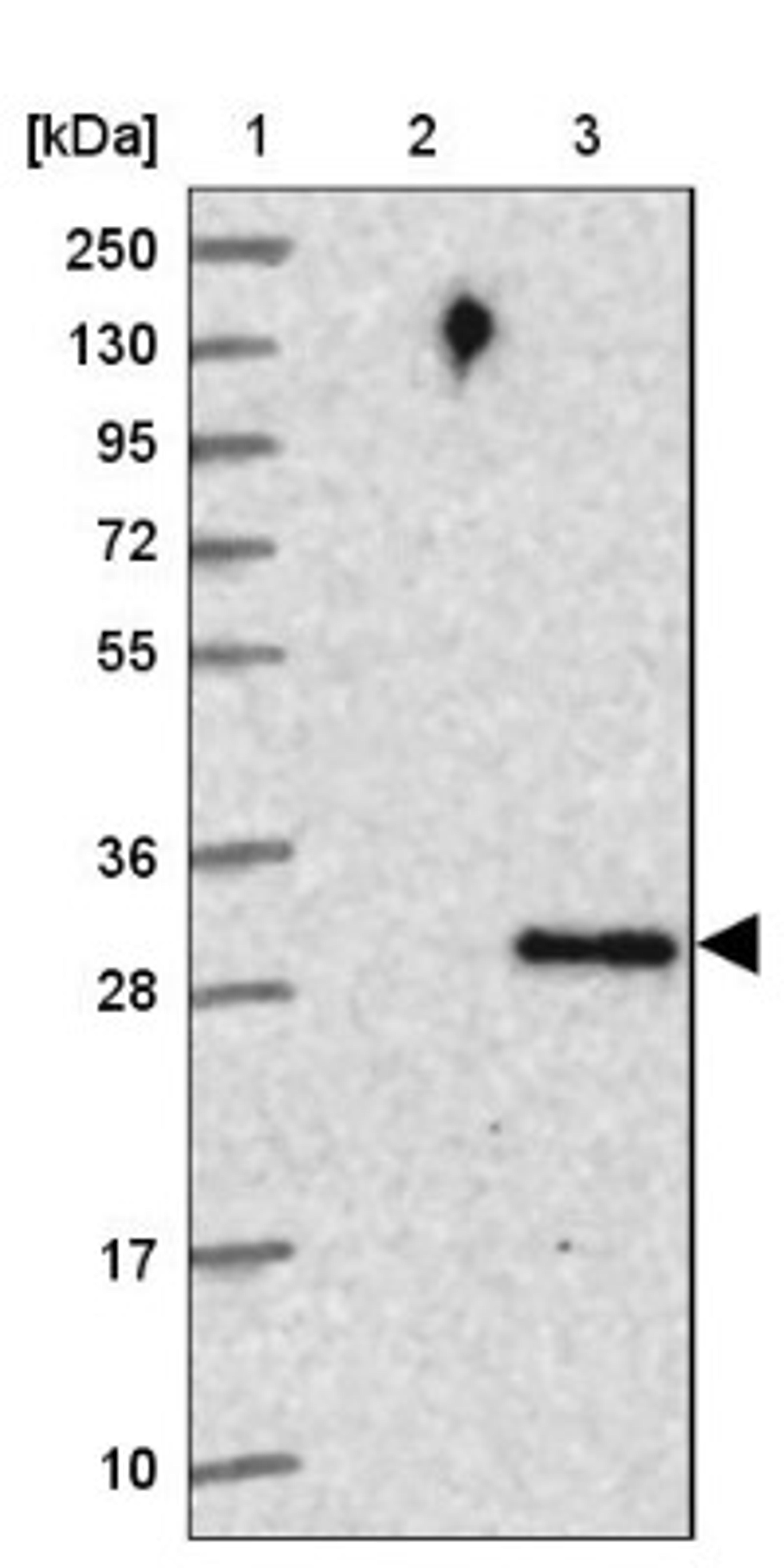 Western Blot: FAM64A Antibody [NBP2-14003] - Lane 1: Marker [kDa] 250, 130, 95, 72, 55, 36, 28, 17, 10<br/>Lane 2: Human cell line RT-4<br/>Lane 3: Human cell line U-251MG sp