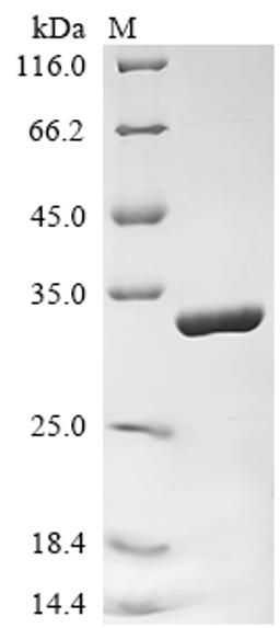 (Tris-Glycine gel) Discontinuous SDS-PAGE (reduced) with 5% enrichment gel and 15% separation gel.