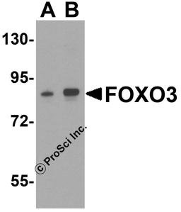 Western blot analysis of FOXO3 in A-20 cell lysate with FOXO3 antibody at (A) 0.5 and (B) 1 μg/mL.