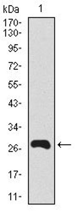 Western blot analysis of recombinant protein using Splunc2 antibody