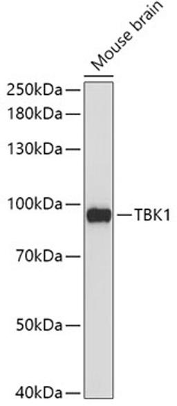 Western blot - TBK1 antibody (A2573)