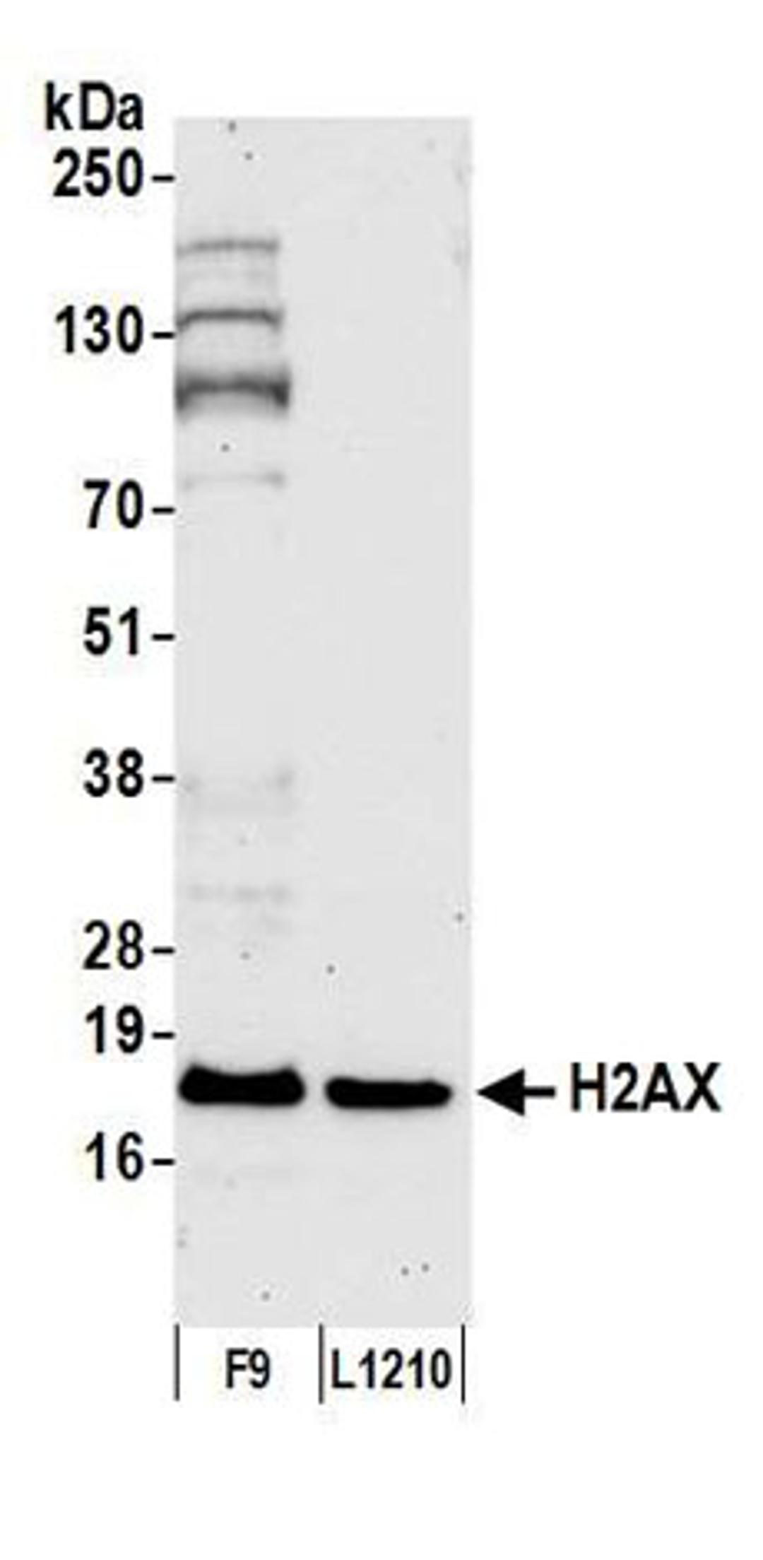 Detection of mouse H2AX by western blot.